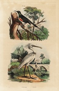 Souimanga éclatant, Cinnyris pulchella, et spatule blanche, Platalea leucorodia - Unbekannt