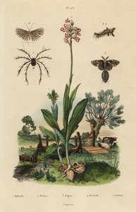 Orchidée abeille, Ophrys apifera, orchidée singe, Orchis simia, papillon de la rouille, Orgyia antiqua, papillon à vingt plumes, Alucita hexadactyla, et acarien Oribata geniculata