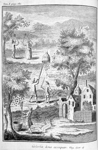 Apiculture, 1775