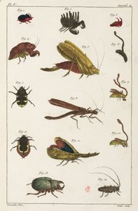 Coléoptères et autres insectes, Amérique du Sud