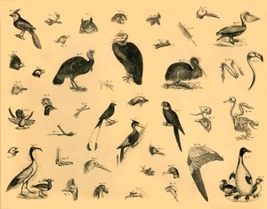 Oiseaux, vers 1910 - Unbekannt