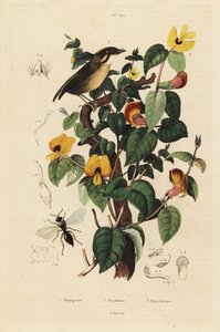 Gobe-mouches à joues noires, Conopophaga melanops, pois de senteur élégant, Platylobium formosum, et guêpe Inostemma boscii