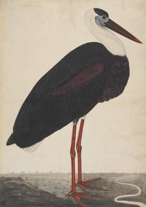 Cigogne noire dans un paysage, vers 1780