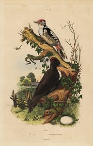 Pic noir, Dryocopus martius, et pic épeiche, Dendrocopos major