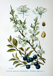 Prunellier, 1893