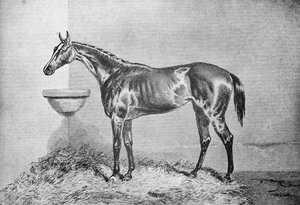 Blink Bonny, 1854-1862, 1911 - Unbekannt