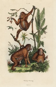 Orang-outans de Bornéo, Pongo pygmaeus