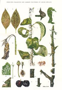 Planche botanique / Parasites des arbres fruitiers - Unbekannt