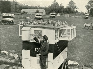 Pigeons voyageurs de l