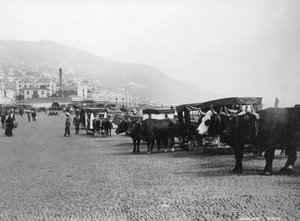 Chariots à bœufs, Madère, Portugal, années 1920-1930