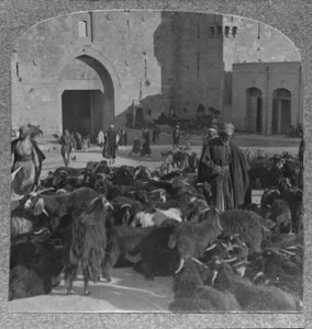Achat de chèvres à la porte de Damas, Jérusalem, vers 1900 - Unbekannt