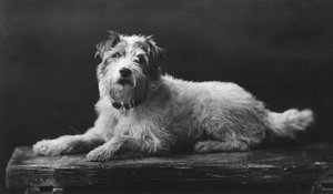 César, le chien préféré du roi Édouard, XXe siècle
