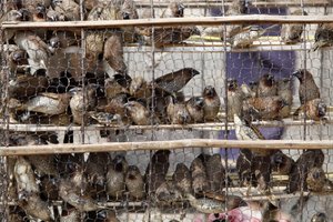 Oiseaux en cage Udong Cambodge