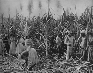 Coupeurs de canne en Jamaïque, 1891