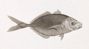 Caranx Lune (gros plan)