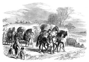 Transport de pain à Londres sur des chevaux de bât, vers 1895 - Unbekannt