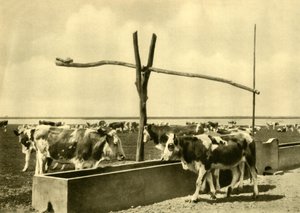 Bétail buvant à un abreuvoir, Burgenland, Autriche, vers 1935