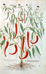 Piment de Cayenne Capsicum, 16ème siècle