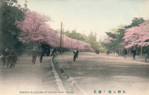 Fleurs de cerisier au parc Uyeno Tokyo, vers 1910