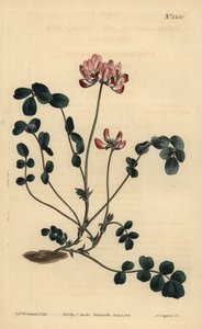 Astragale de Chine, Astragalus sinicus
