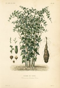 Igname de Chine, Dioscorea polystachya, Dioscorea batatas