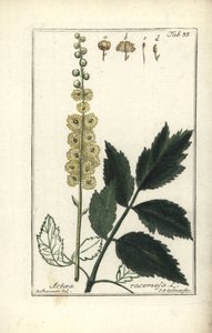 Cimicifuga racemosa ou Actée à grappes noires