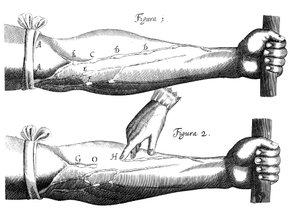 Circulation du sang