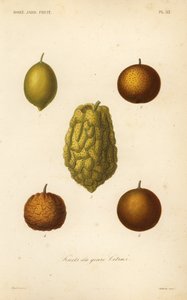 Fruits du genre citrus - Unbekannt