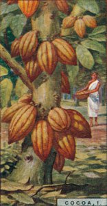 Cacao, 1. - Cacaoyer, Trinidad, 1928