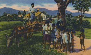 Vendeur de Noix de Coco, Trinidad, B.W.I., vers 1940