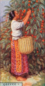 Café, 1. - Récolte des baies, Indes orientales, 1928