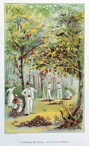 Récolte de cacao, Venezuela, 1892