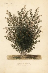 Épine-vinette commune - Unbekannt