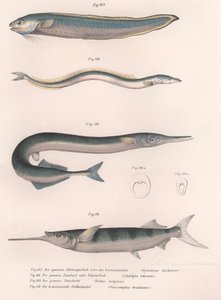 Poisson serpent commun. Anguille de sable commune. Hornhecht commun. Demi-bec brésilien, vers 1850 - Unbekannt