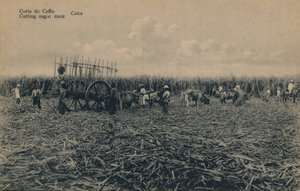 Corte de Cana - Coupe de la canne à sucre - Cuba
