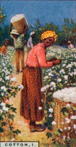 Coton, 1. - Récolte du coton graine, Antilles