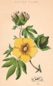 Plante de coton, 19e siècle