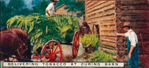 Livraison de tabac à la grange de séchage