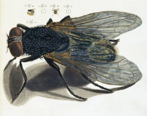 Description au microscope d