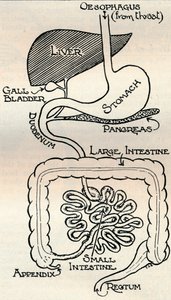 Diagramme montrant le canal alimentaire, qui traverse le corps, vers 1934