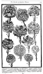 Dianthus Œillets et Pinks, 1629 - Unbekannt