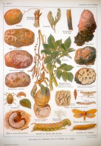 Maladies de la pomme de terre, vers 1920 - Unbekannt