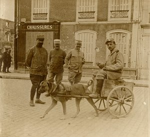 Dog-cart, France, vers 1914-1918