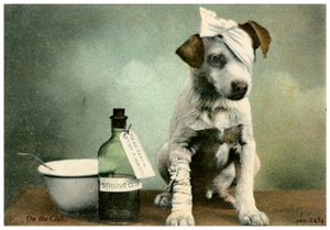 Chien en bandages