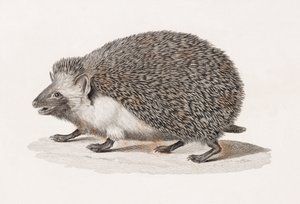 Hérisson à oreilles