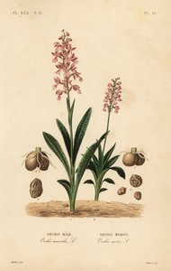 Orchis mâle, Orchis mascula, Orchis mâle, et orchis à ailes vertes, Anacamptis morio, Orchis morion