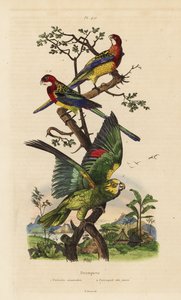 Rosella de l