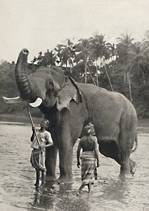 Éléphant dans la Mahavaliganga, 1926