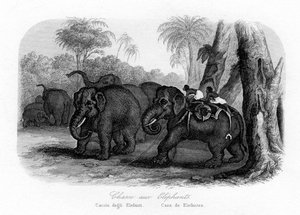 Chasse à l