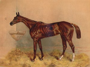 Emblème, jument de steeplechase, vers 1879